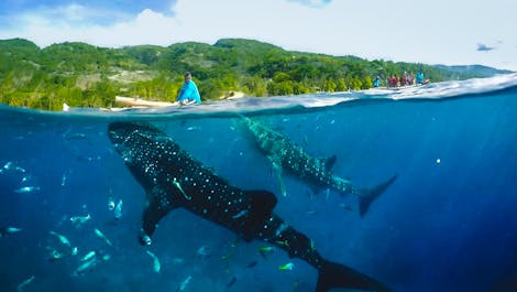 Cebu Oslob Whale Shark Watching Experience with Running Tour, Lunch & Transfers from Cebu City - day 1