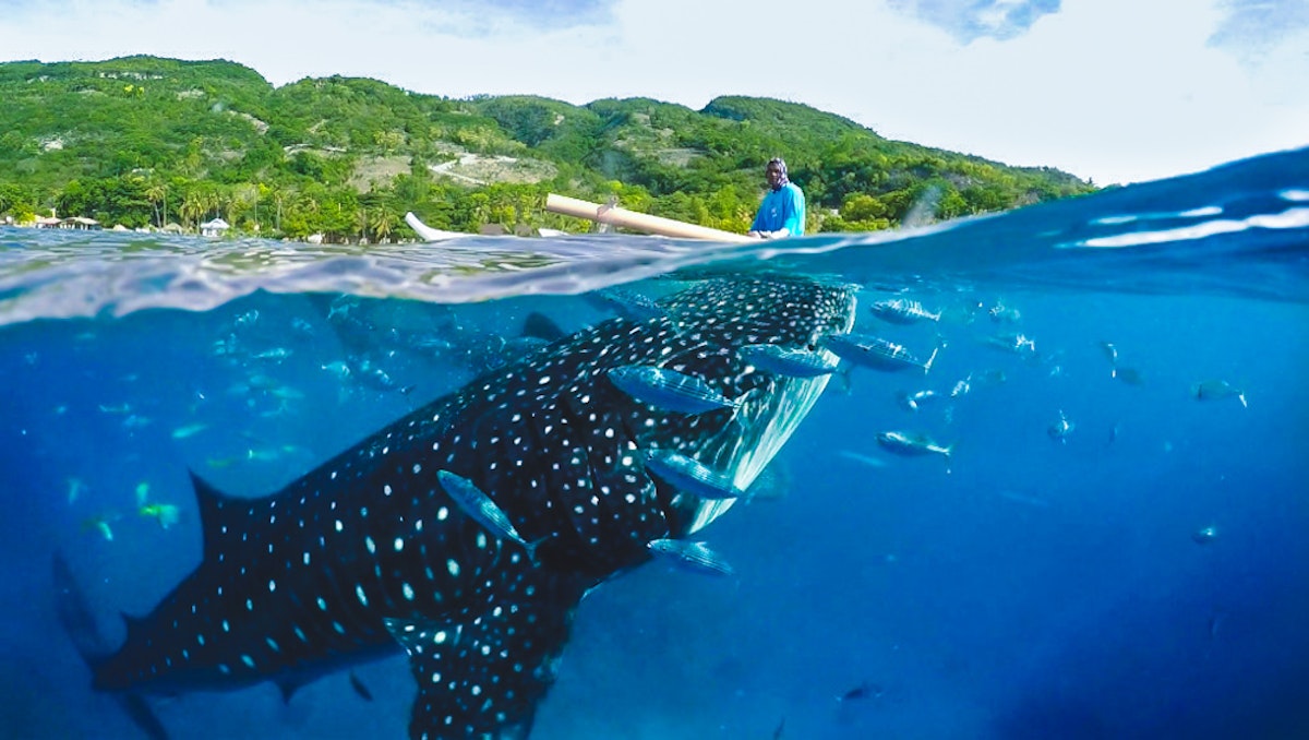 Cebu Oslob Whale Shark Watching Experience with Running Tour, Lunch ...