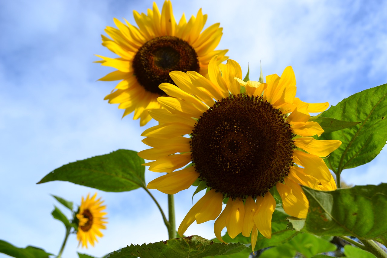 Остров подсолнухов. Закрытый подсолнух. Sunflower в Индии. Лист подсолнуха фото. Большой желтый цветок похожий на подсолнух.