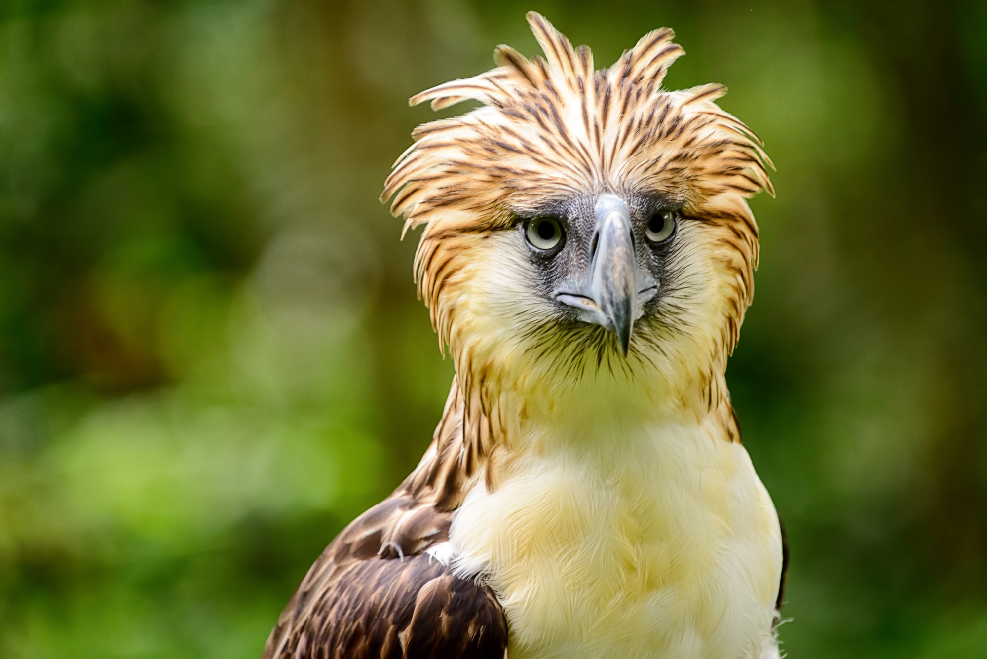 Things To Do Guide To The Philippines   The Philippine Eagle Davao Png