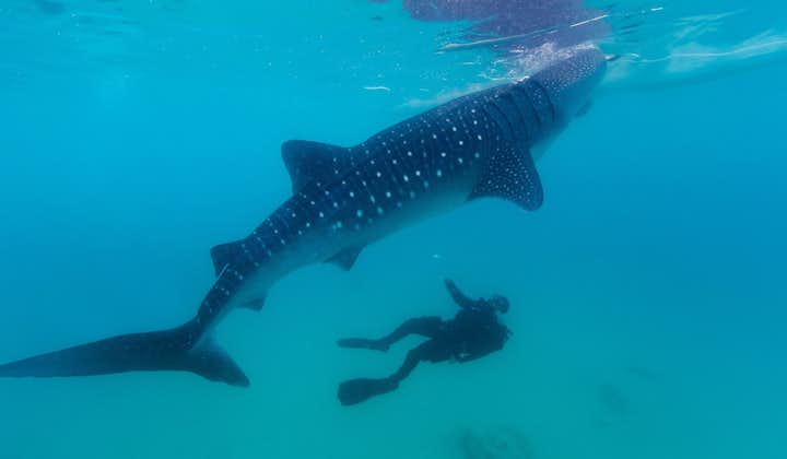 Diver Swimming with Whale Shark | Cebu to Oslob Day Tour