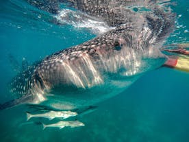 Whale Shark Feeding in Oslob | Badian Canyoneering Adventure + Whale Shark Encounter | Cebu Day Tour