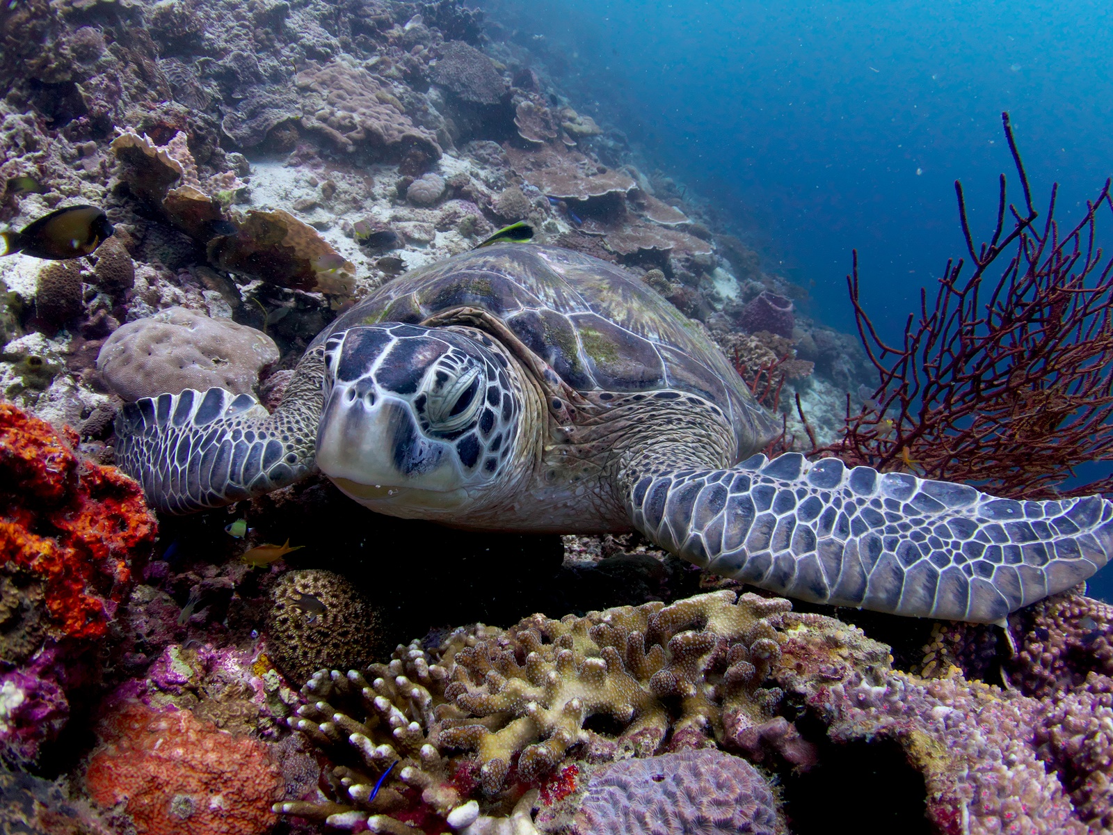 Badian Canyoneering & Moalboal Island Cebu Day Tour | Wit...