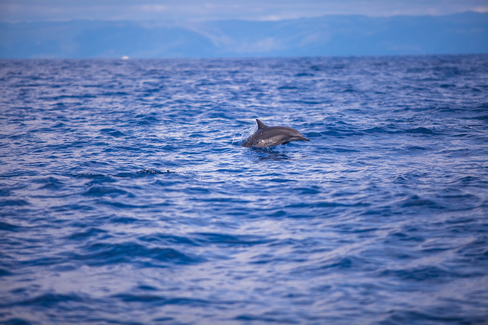 Dolphin Watching in Bohol