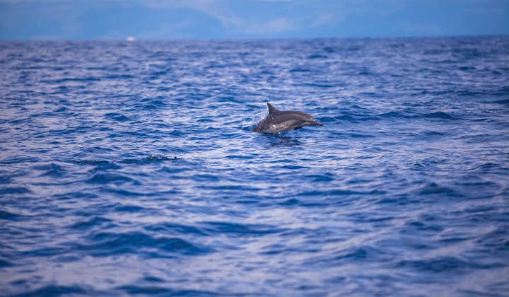 Dolphin Watching in Bohol
