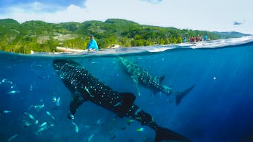 Whale Sharks, Shifting Sands and Waterfalls Adventure in Oslob | Private Day Tour