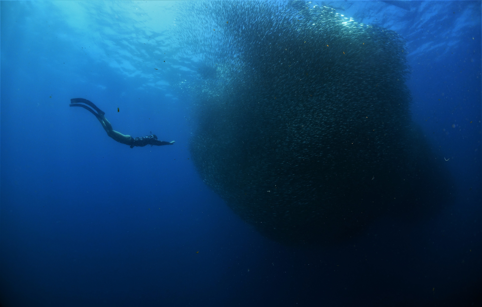 Moalboal Sardine Run & Pescador Island Turtles | Cebu Day Tour