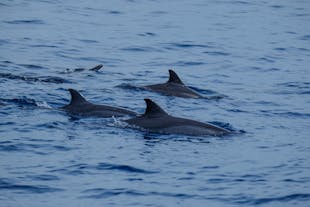 Dolphins spotted in the waters of Tañon Strait