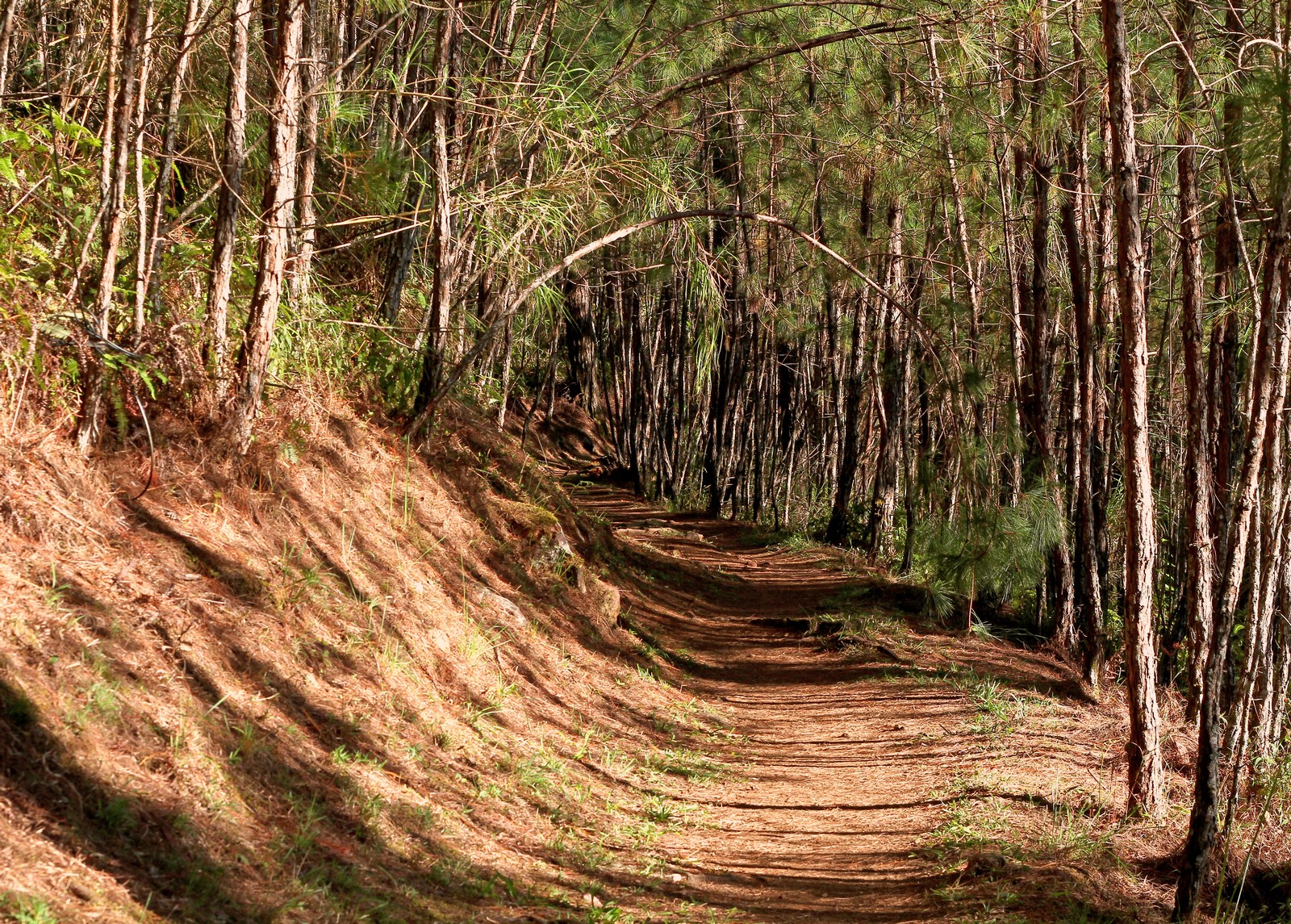 Baguio Forest Bathing Camp John Hay & Orchidarium Half-Da...