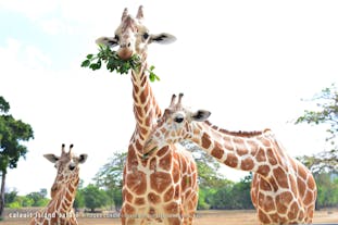 Make friends with the giraffes at Coron Calauit Safari