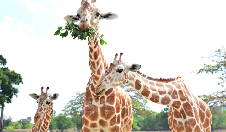Make friends with the giraffes at Coron Calauit Safari