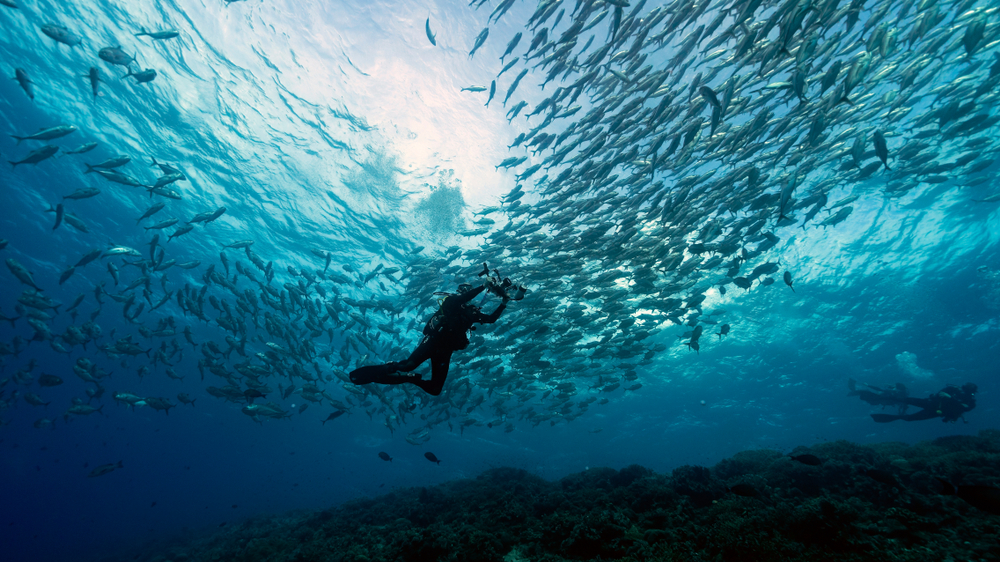 7 Most Incredible Diving Spots In The Philippines | Guide To The ...