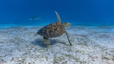 Balicasag Island Bohol Half-DayTour | With Transfers - Sea Turtle swimming