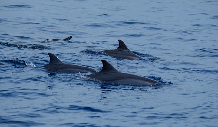 Get a chance to sight dolphins with this tour