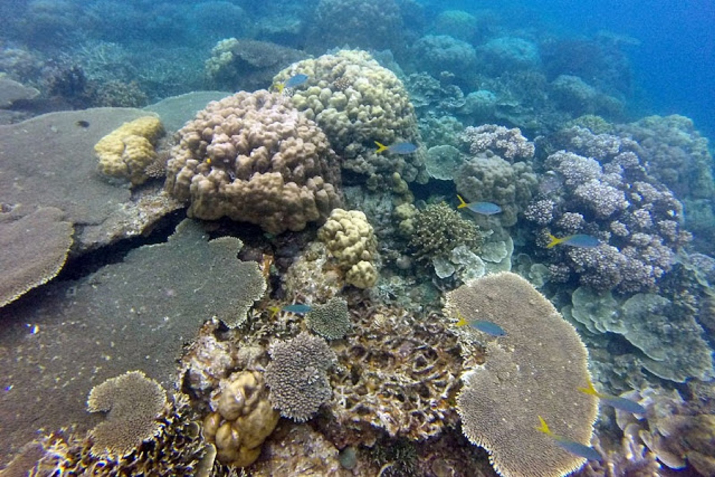 Port Barton Palawan Reef Snorkeling & Bigaho Falls Shared...