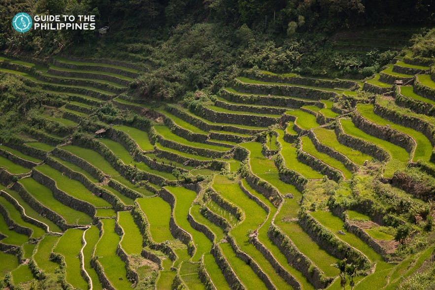 Rice Terraces in Cordillera Region, Philippines