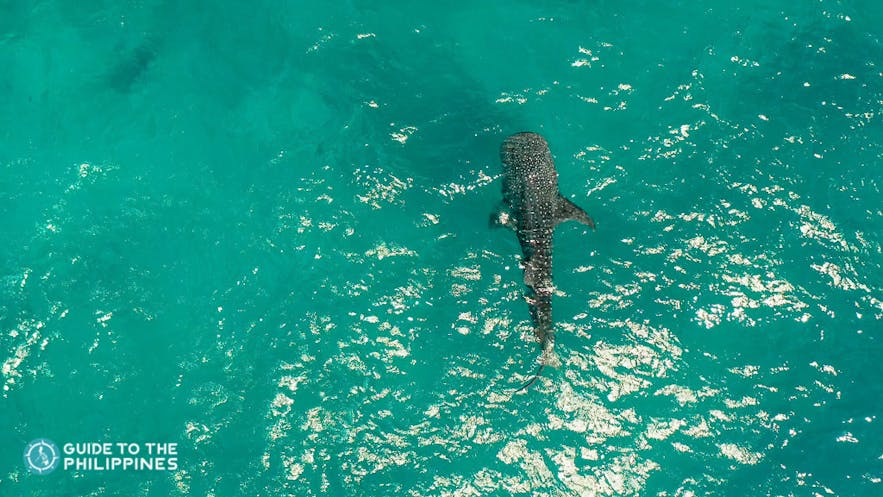 Whale shark in Donsol, Philippines