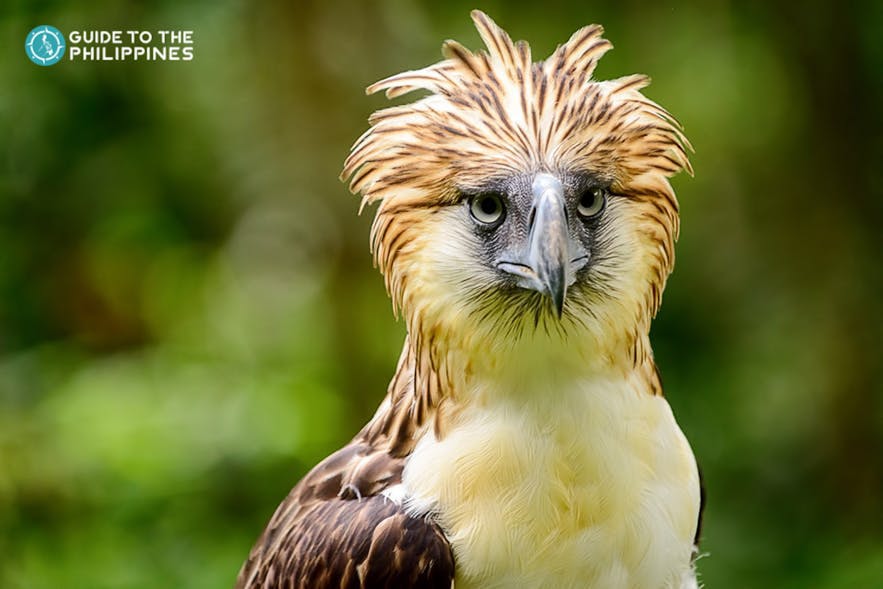 Philippine eagle in Davao, Philippines