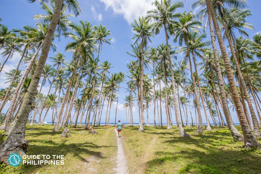Coconut trees in a Siargao beach in the Philippines