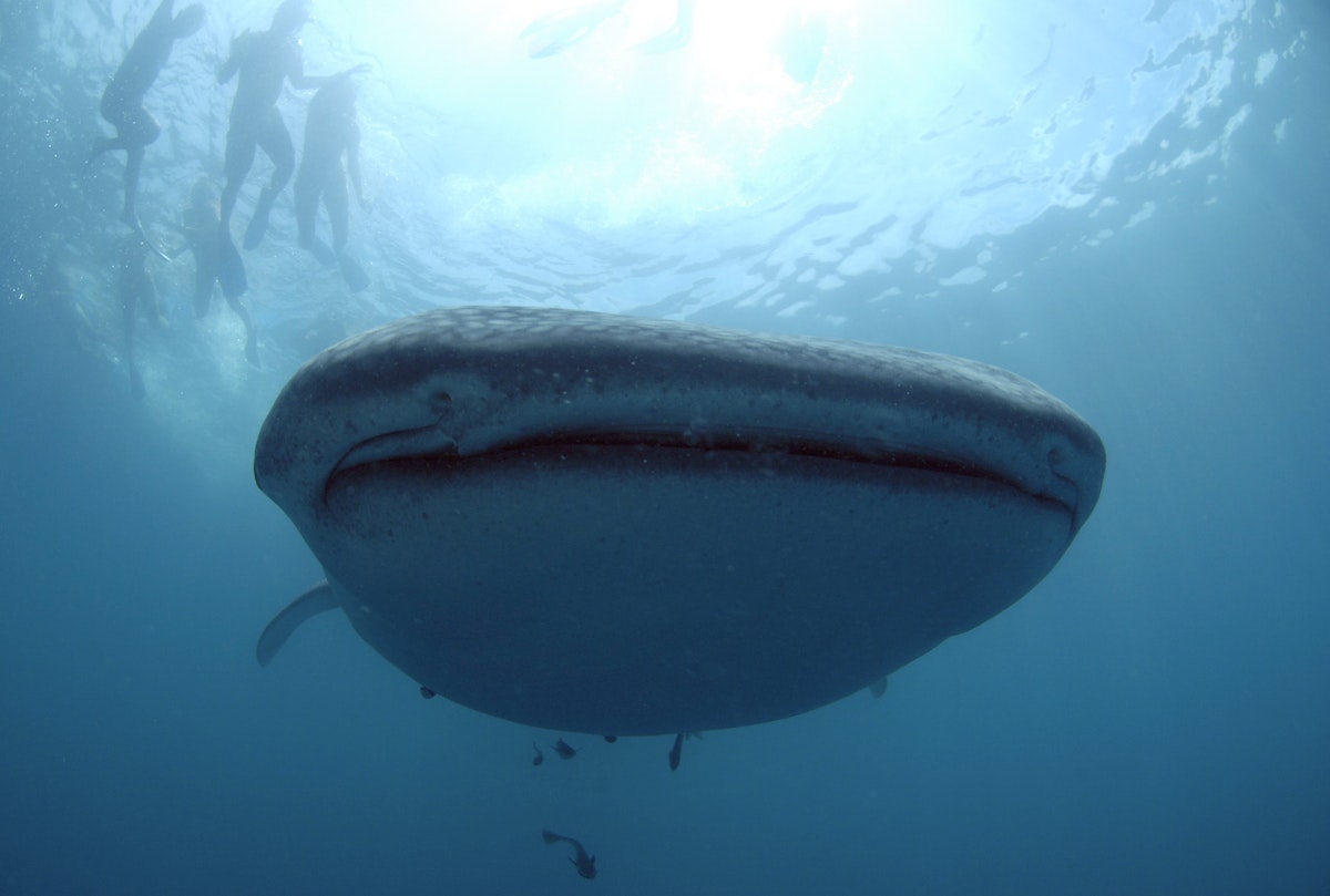 Donsol’s Sustainable Whale Shark Interaction Tour I Share...