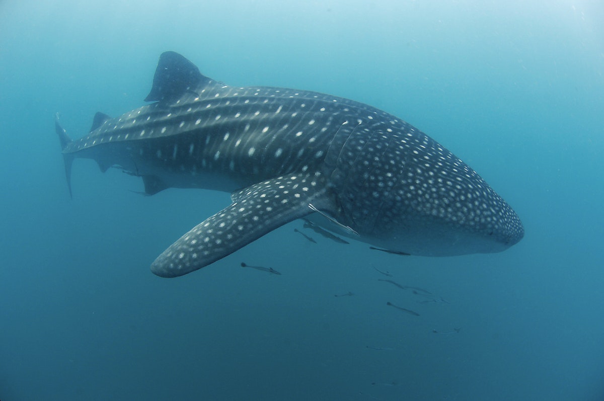 Donsol Whale Shark Watching and Interaction Tour in Sorsogon with ...