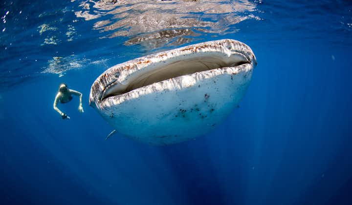 Donsol Whale Shark Watching and Interaction Tour in Sorsogon with Transfers