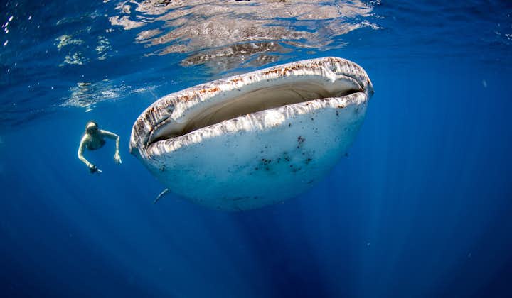 Sorsogon Donsol Whale Shark Interaction Tour with Transfers