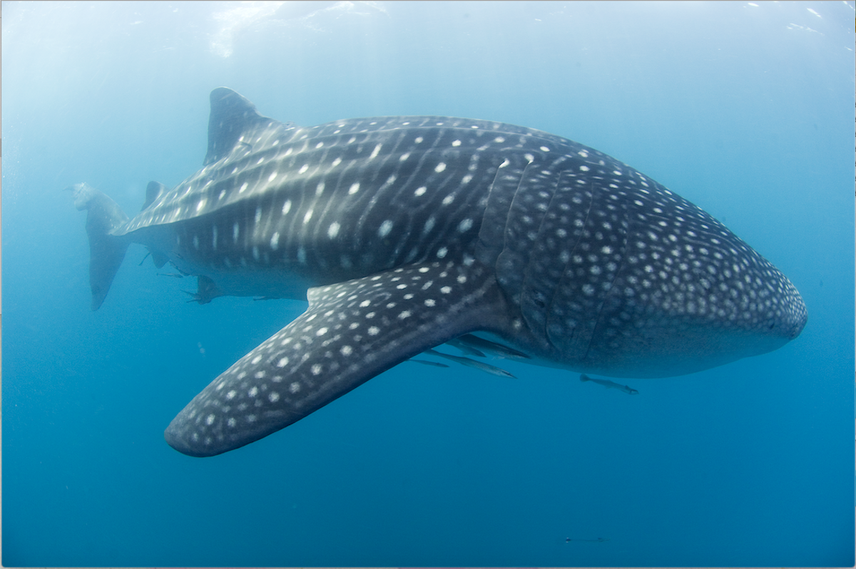 Donsol’s Sustainable Whale Shark Interaction Tour I Shared Boat | Guide ...