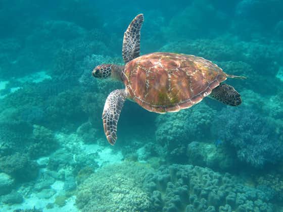 Sea Turtle at Turtle Point in Apo Island