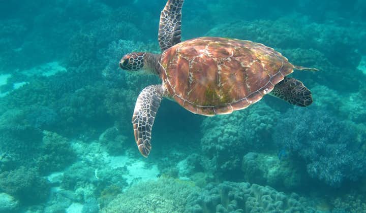 Sea Turtle at Turtle Point in Apo Island
