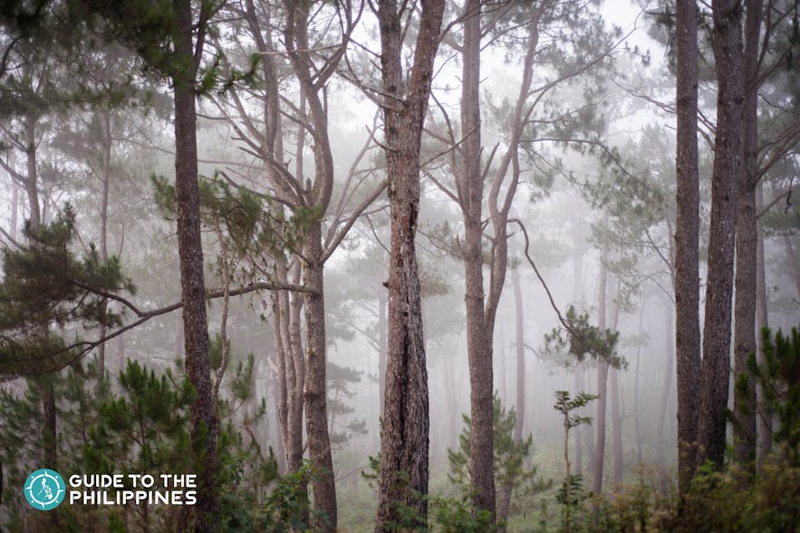 Pine trees and cold weather in Sagada