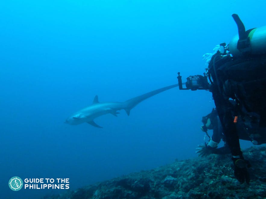 Diver spotting a thresher shark in Malapascua Island