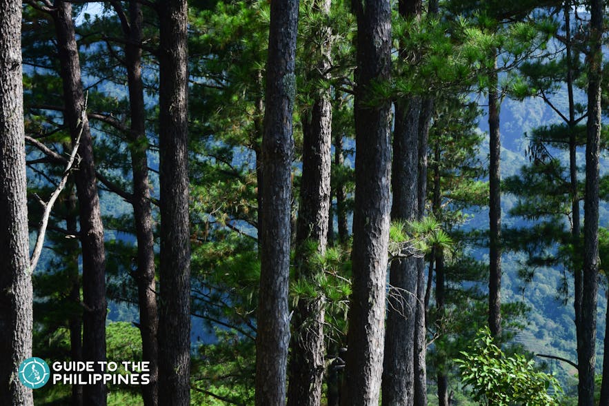 Bucari Pine Forest in Iloilo