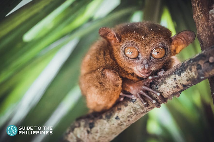 Tarsiers are nocturnal and considered the smallest primates in the world