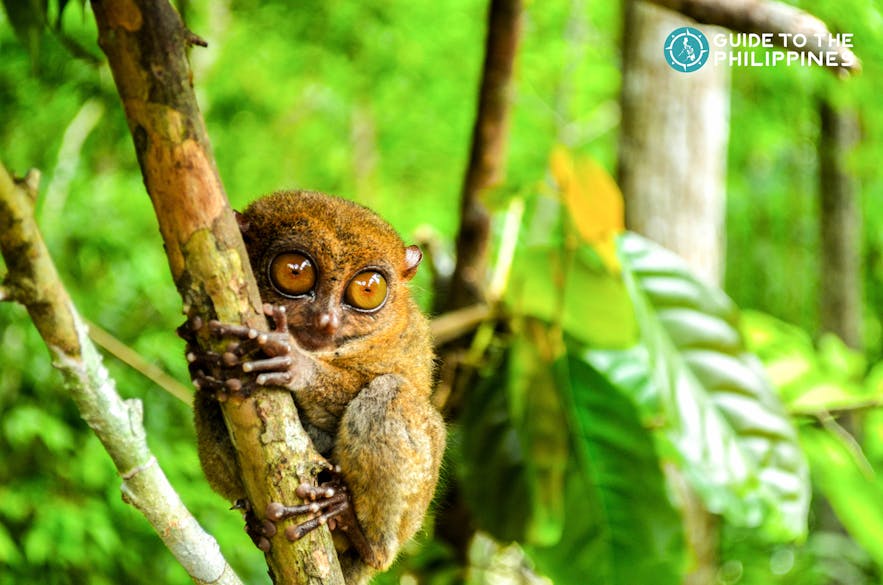 Tarsiers are small animals with big, round eyes that feed primarily on insects