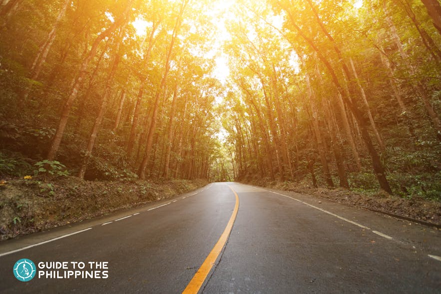 菲律宾薄荷比拉人造森林的日出美景