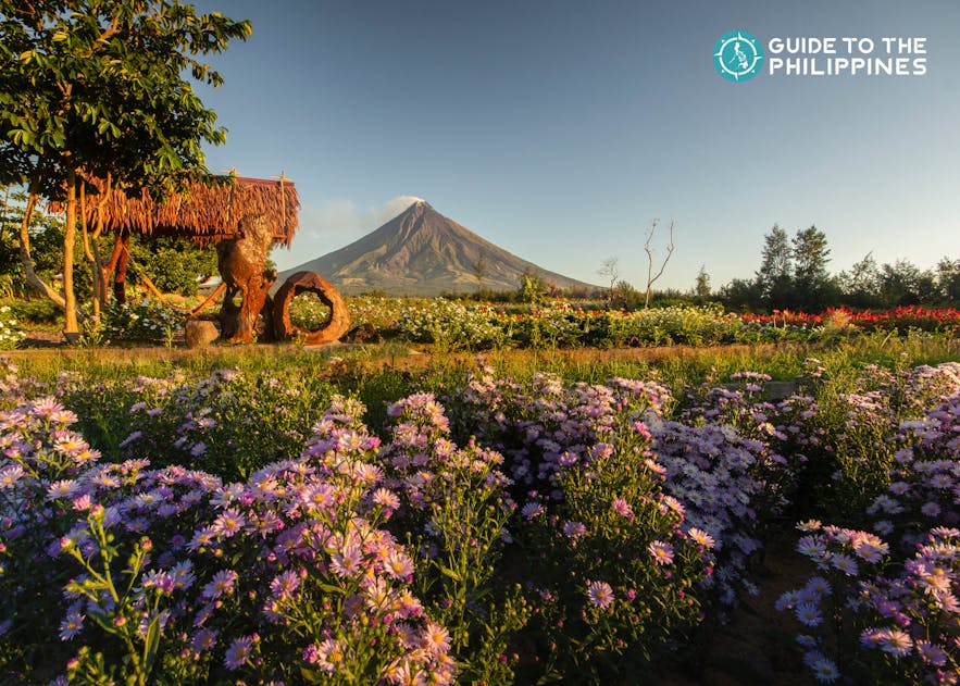 Bed of flowers with a view of the perfect cone-shaped Mt. Mayon of Legazpi City in Albay, Philippines