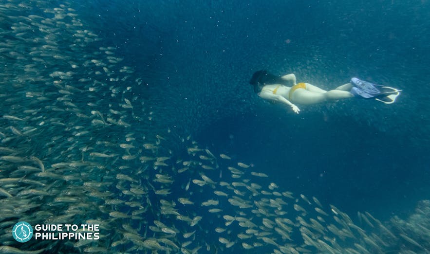 Woman freediver and sardines in Moalboal, Cebu