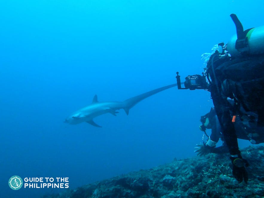 Diver in Malapascua Island in Cebu spotting a thresher shark
