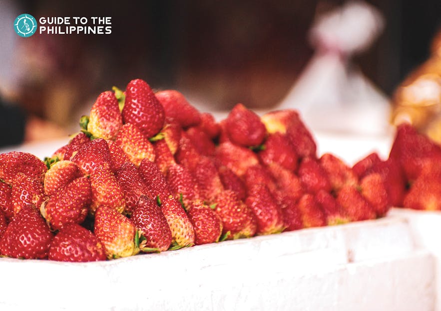 Take home fresh strawberries from Baguio City