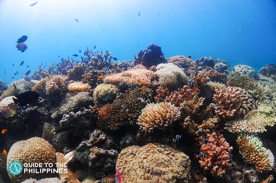 Coral reefs at Kontiki House Reef in Mactan, Cebu