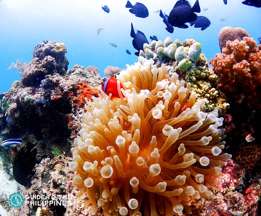 Colorful corals at Nalusuan Island Marine Sanctuary in Cebu