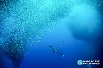Moalboal Cebu Travel Guide: Swim with Millions of Sardines