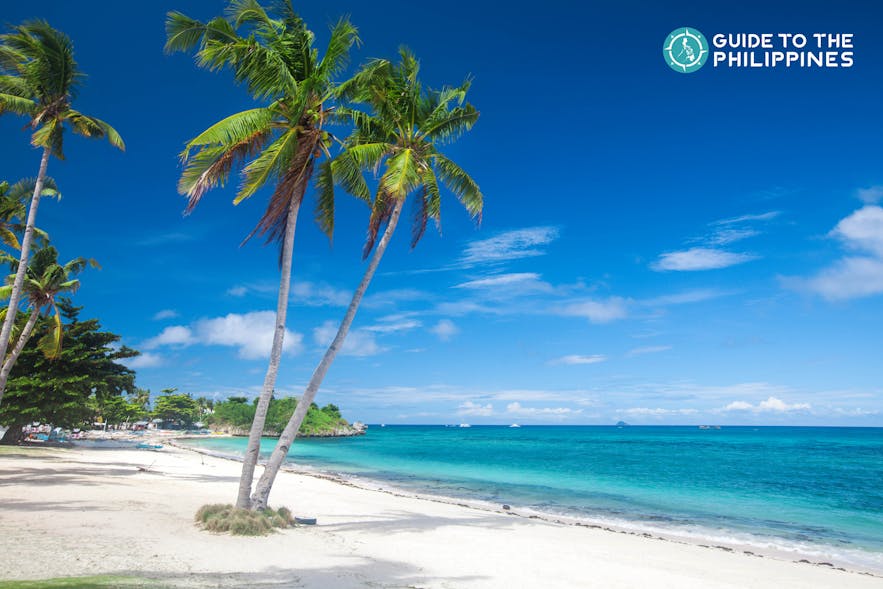 세부 말라파스쿠아 섬 랑구브 해변의 코코넛 나무