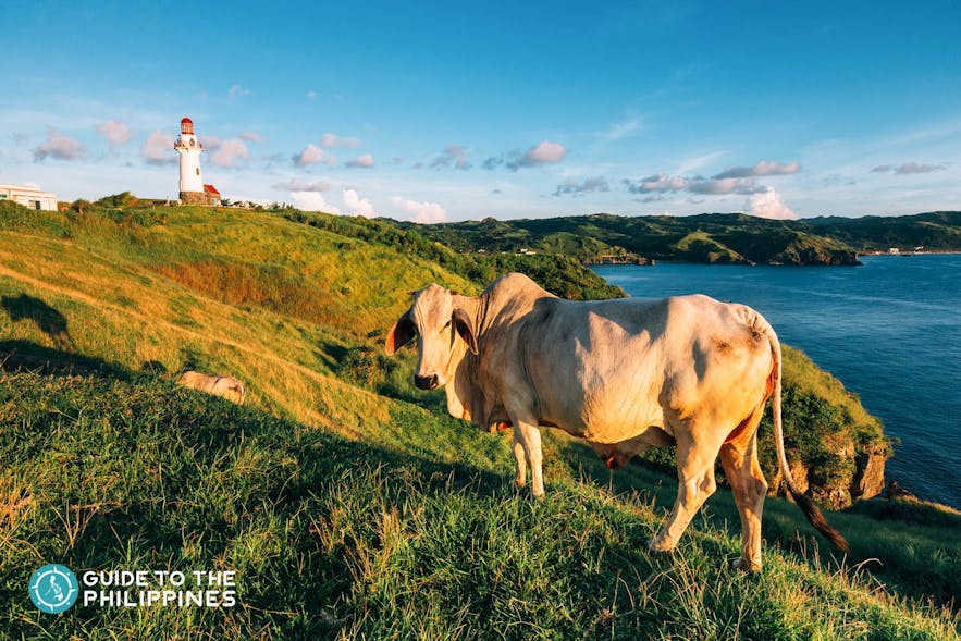 Cow strolling around Vayang Rolling Hills in Batanes