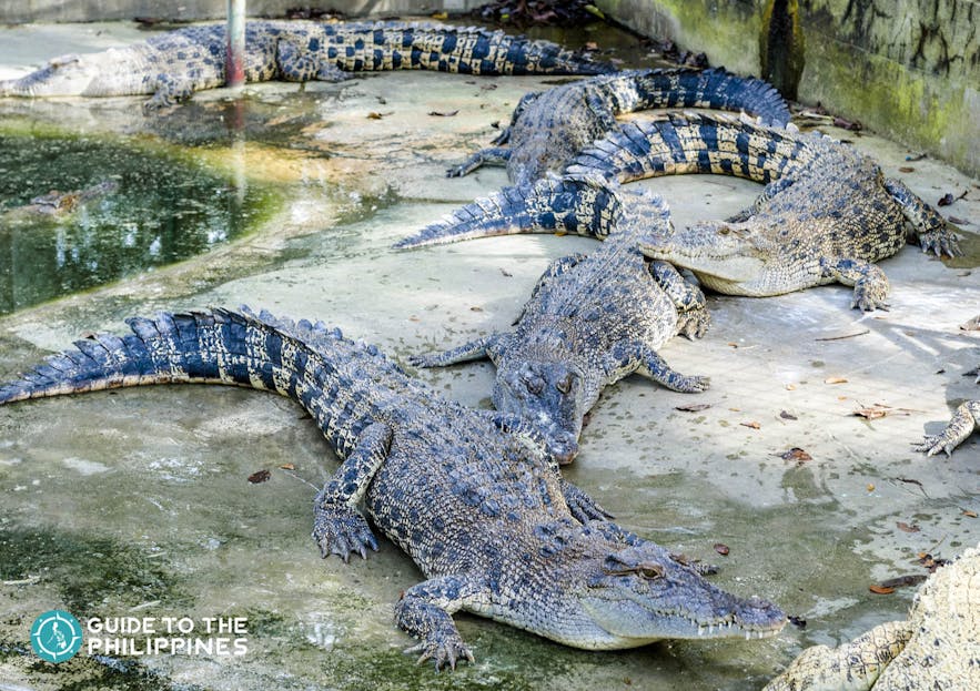 Bask of crocodiles at the Crocodile Park in Davao, Philippines