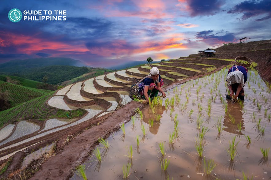 Farmers at Banaue Rice Terraces in the Philippines