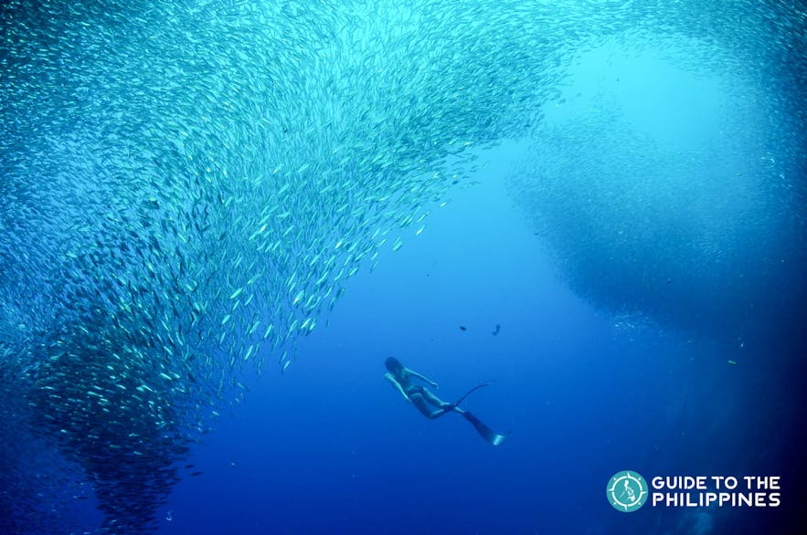 Diver swimming with millions of sardines in Moalboal, Cebu