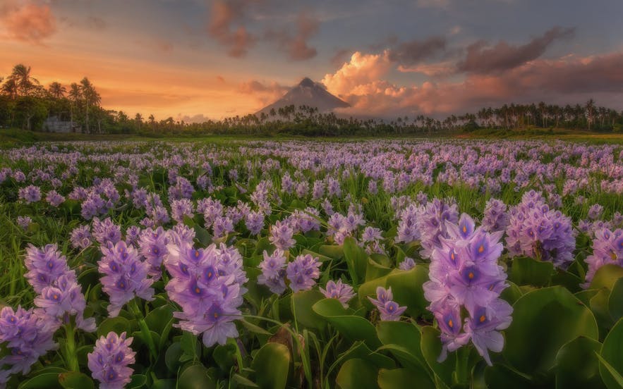 Bed of flowers before Mayon Volcano in Legazpi, Albay
