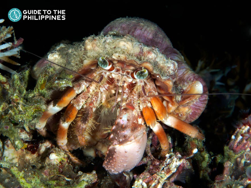 Anemone hermit crab in Bohol, Philippines
